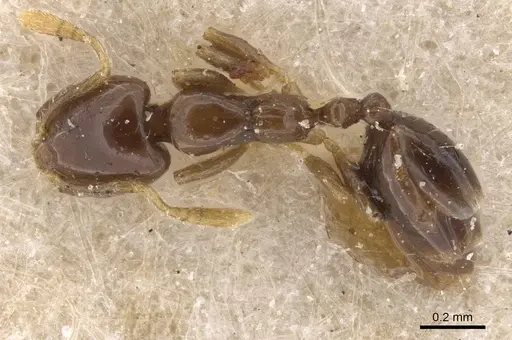 Monomorium inquietum specimen CASENT0913807 image casent0913807_1
