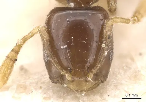Monomorium inquietum specimen CASENT0913807 image casent0913807_2