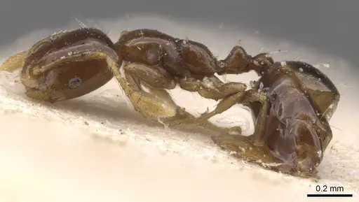 Monomorium inquietum specimen CASENT0913807 image casent0913807_3