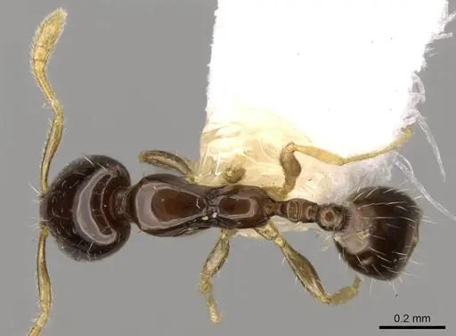 Monomorium inquietum specimen CASENT0914391 image casent0914391_1