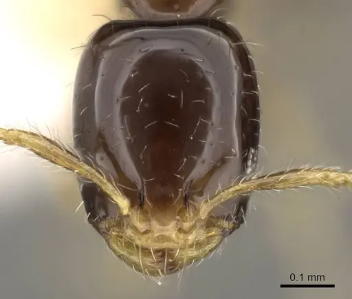 Monomorium inquietum specimen CASENT0914391 image casent0914391_2