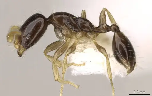 Monomorium inquietum specimen CASENT0914391 image casent0914391_3