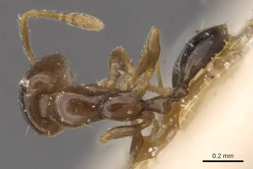 Monomorium inquietum specimen RMCAENT000017771 image rmcaent000017771_1