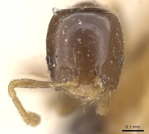 Monomorium inquietum specimen RMCAENT000017771 image rmcaent000017771_2