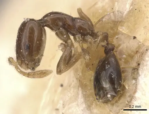 Monomorium inquietum specimen RMCAENT000017771 image rmcaent000017771_3