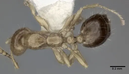 Monomorium intrudens specimen CASENT0246071 image casent0246071_1