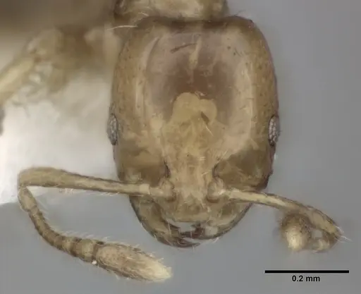 Monomorium intrudens specimen CASENT0246071 image casent0246071_2