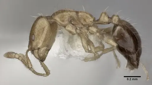 Monomorium intrudens specimen CASENT0246071 image casent0246071_3