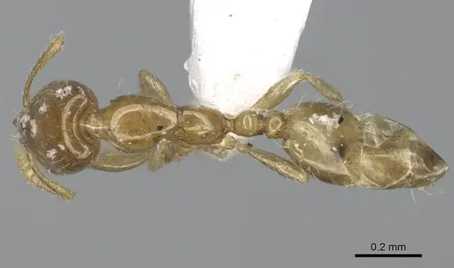 Monomorium intrudens specimen CASENT0248788 image casent0248788_1