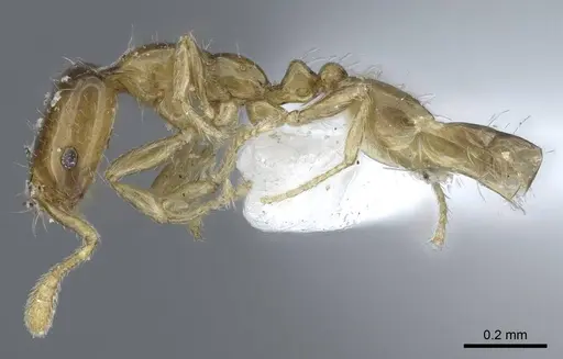 Monomorium intrudens specimen CASENT0248788 image casent0248788_2