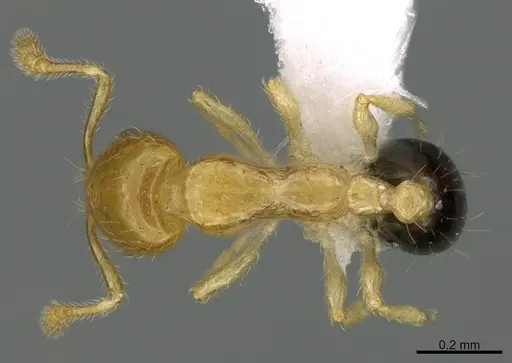 Monomorium intrudens specimen CASENT0434411 image casent0434411_1