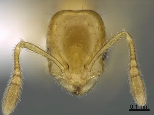 Monomorium intrudens specimen CASENT0434411 image casent0434411_2