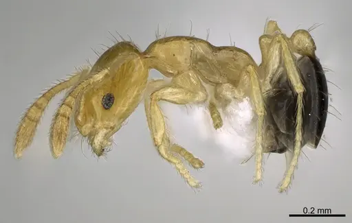 Monomorium intrudens specimen CASENT0434411 image casent0434411_3