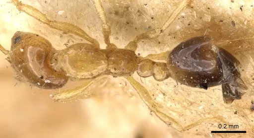 Monomorium intrudens specimen CASENT0902283 image casent0902283_1