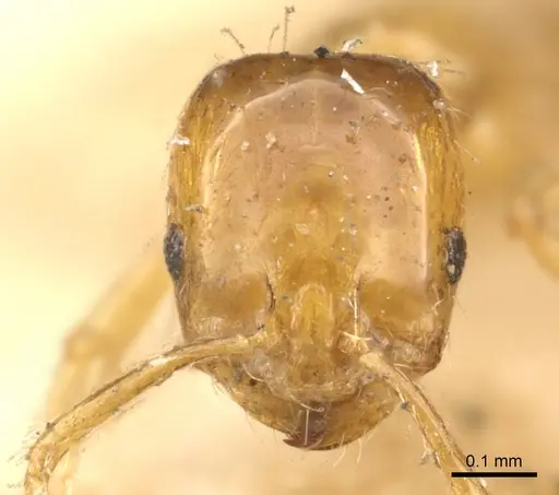 Monomorium intrudens specimen CASENT0902283 image casent0902283_2