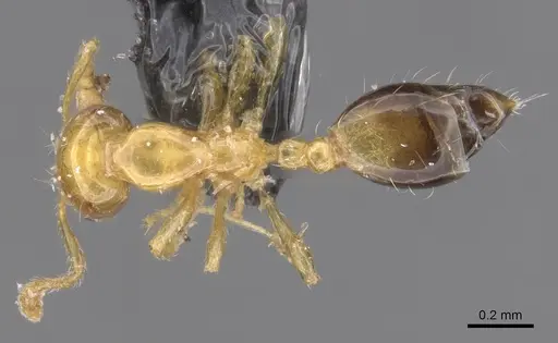 Monomorium intrudens specimen CASENT0913808 image casent0913808_1