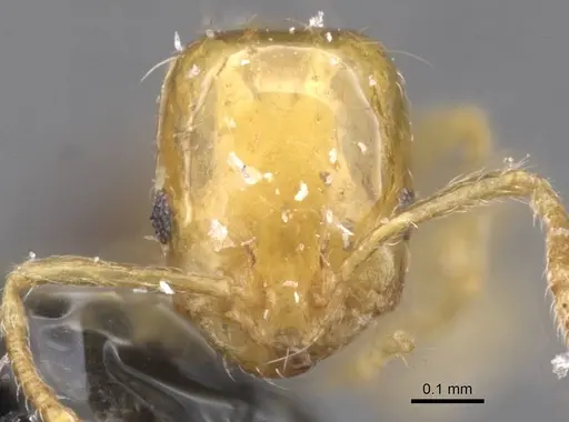 Monomorium intrudens specimen CASENT0913808 image casent0913808_2