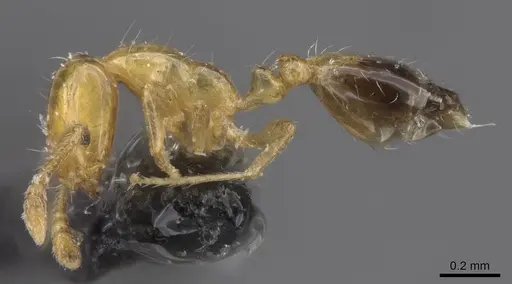 Monomorium intrudens specimen CASENT0913808 image casent0913808_3