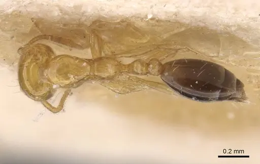 Monomorium intrudens specimen CASENT0913809 image casent0913809_1