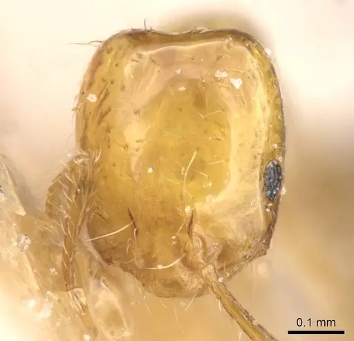 Monomorium intrudens specimen CASENT0913809 image casent0913809_2