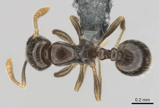 Monomorium invidium specimen CASENT0815756 image casent0815756_1