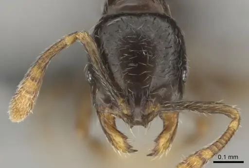 Monomorium invidium specimen CASENT0815756 image casent0815756_2