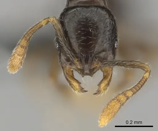 Monomorium invidium specimen CASENT0815756 image casent0815756_3