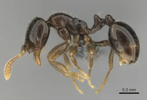 Monomorium invidium specimen CASENT0815756 image casent0815756_4