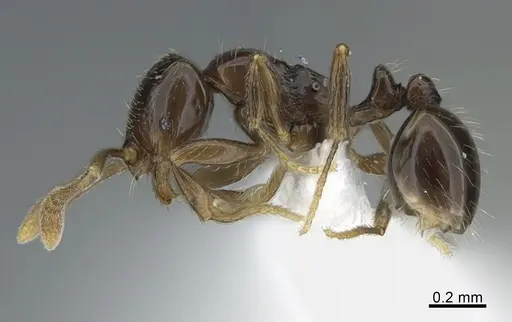 Monomorium invidium specimen CASENT0887961 image casent0887961_1
