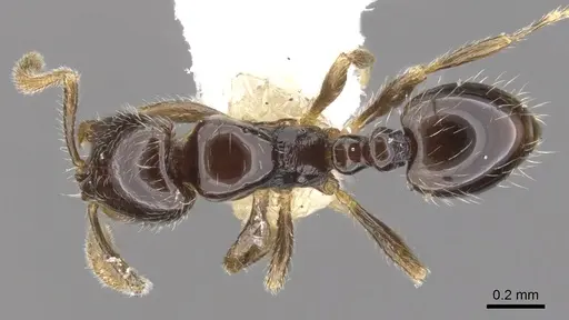 Monomorium invidium specimen CASENT0902229 image casent0902229_1