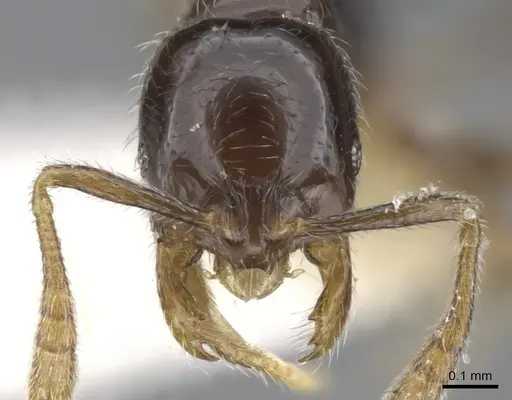 Monomorium invidium specimen CASENT0902229 image casent0902229_2