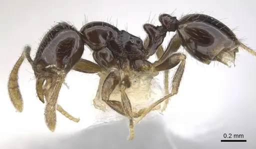 Monomorium invidium specimen CASENT0902229 image casent0902229_3
