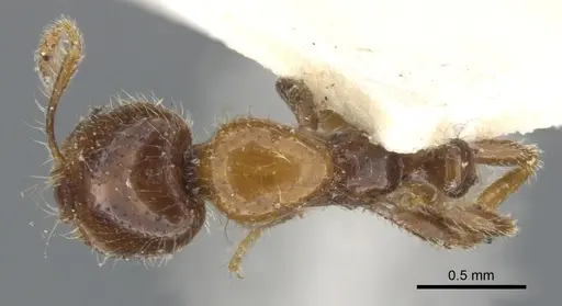 Monomorium iyenasu specimen CASENT0902255 image casent0902255_1