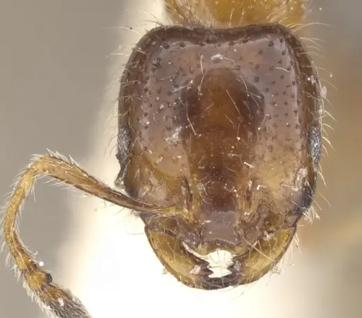 Monomorium iyenasu specimen CASENT0902255 image casent0902255_2