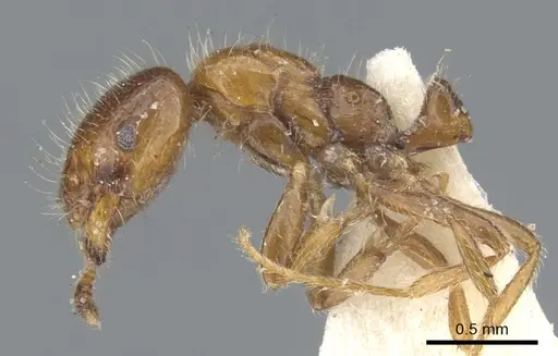 Monomorium iyenasu specimen CASENT0902255 image casent0902255_3