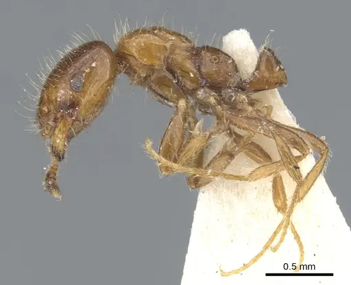 Monomorium iyenasu specimen CASENT0902255 image casent0902255_4