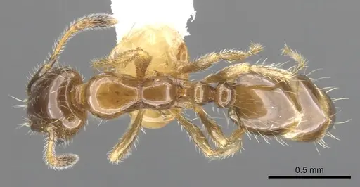 Monomorium iyenasu specimen CASENT0902256 image casent0902256_1