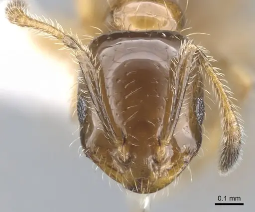 Monomorium iyenasu specimen CASENT0902256 image casent0902256_2