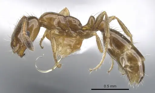 Monomorium iyenasu specimen CASENT0902256 image casent0902256_3