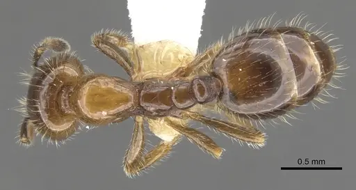 Monomorium iyenasu specimen CASENT0902257 image casent0902257_1