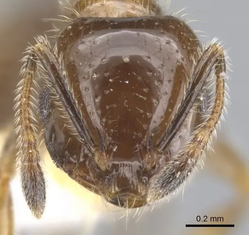 Monomorium iyenasu specimen CASENT0902257 image casent0902257_2