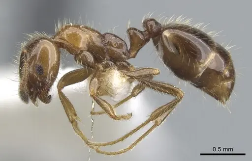 Monomorium iyenasu specimen CASENT0902257 image casent0902257_3