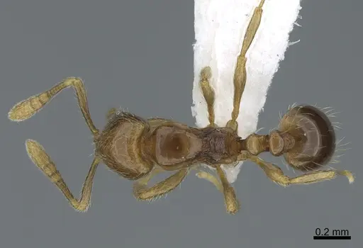 Monomorium jacksoni specimen CASENT0887962 image casent0887962_1