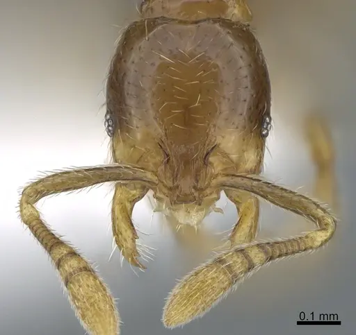 Monomorium jacksoni specimen CASENT0887962 image casent0887962_2