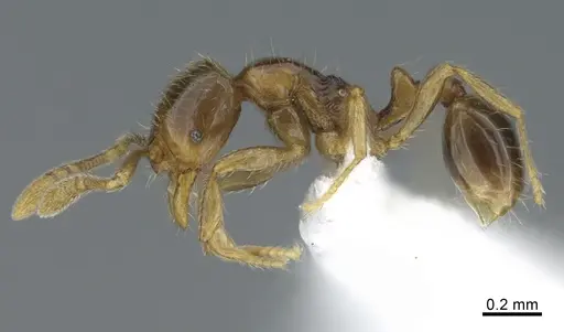 Monomorium jacksoni specimen CASENT0887962 image casent0887962_3