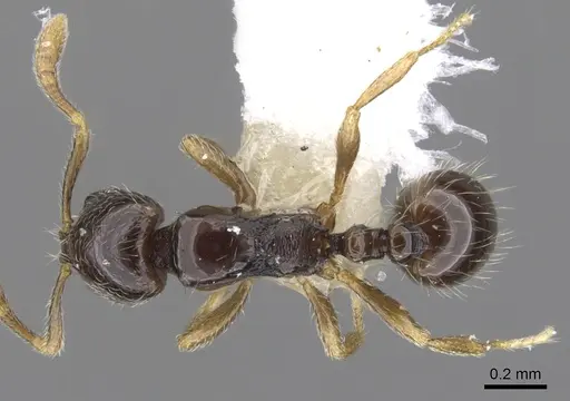 Monomorium jacksoni specimen CASENT0902231 image casent0902231_1
