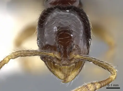 Monomorium jacksoni specimen CASENT0902231 image casent0902231_2