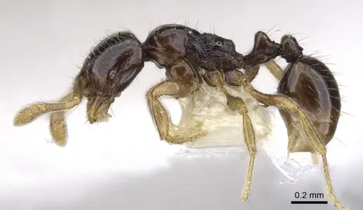 Monomorium jacksoni specimen CASENT0902231 image casent0902231_3