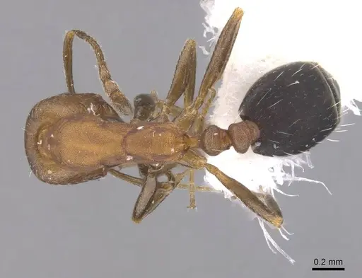 Monomorium jizane specimen CASENT0913806 image casent0913806_1