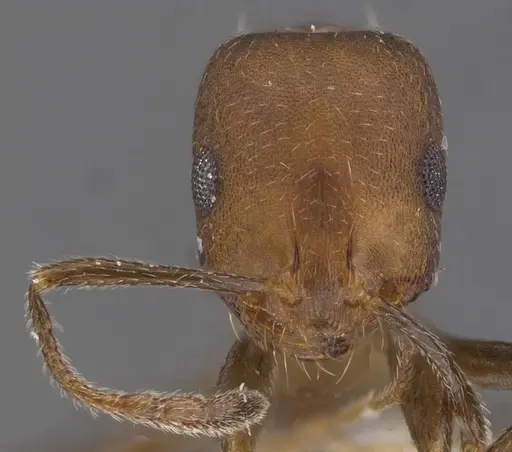 Monomorium jizane specimen CASENT0913806 image casent0913806_2
